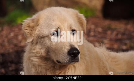 Ein Mareema Schafhund, der die Dingos in Healesville schützt Stockfoto