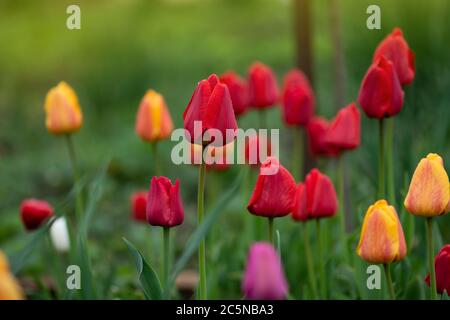 Mix aus Frühlingsblumen Tulpen. Gemischte Tulpen im Garten. Landschaft mit Tulpenfeld. Bunte Tulpenfeld an sonnigen Frühlingstag Stockfoto