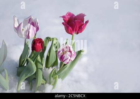 Schnee fällt auf Tulpenblüten. Gemischte Tulpen unter Frühlingsschnee im april. Abnormes Wetter und Schnee Stockfoto