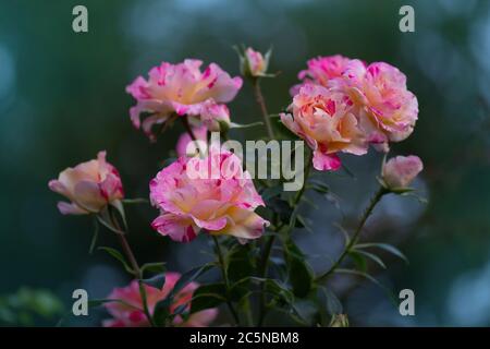 Gestreifte rosa gelbe Rose gewachsen. Zweifarbige gelbe Rosenblüte mit rosa Streifen. Gestreifte Rose bunt. Mehrfarbige rosa Rose mit weißen Streifen Stockfoto