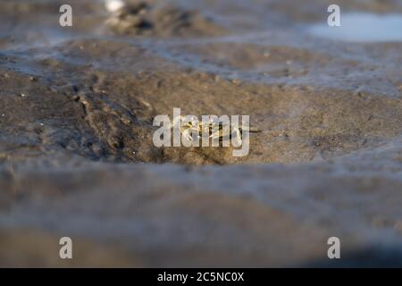 Makroaufnahme einer Wanderkrabbe im Schlamm flach 2 Stockfoto