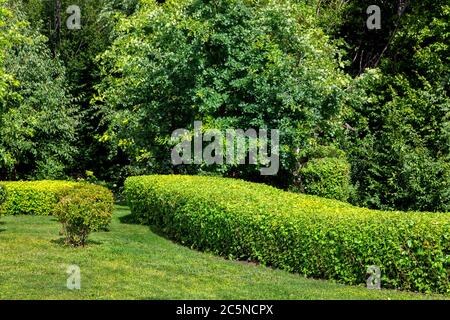 Gepflegter Park mit beschnittener Wiese und Sträuchern an einem sonnigen Sommertag im Hintergrund Laubbäume. Stockfoto