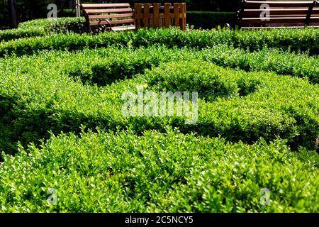 Gepflegte Buchsbaumsträucher, die an einem sonnigen Sommertag in einer spiralförmigen Parkanlage mit Bänken gepflanzt wurden. Stockfoto