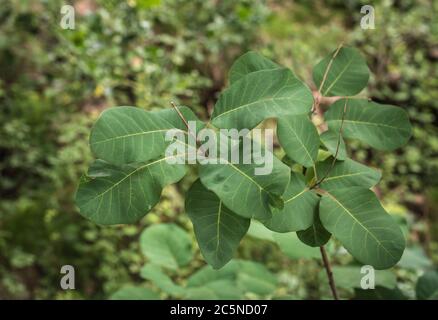 Blätter der Cotinus coggygria im Frühjahr. Rauchbuchse. Nahaufnahme von grünen Blättern an Ästen des Baumes. Stockfoto