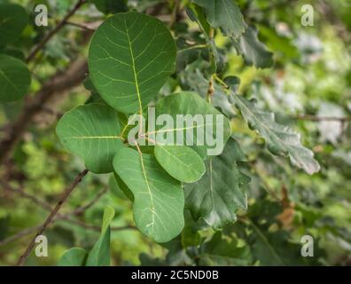 Blätter der Cotinus coggygria im Frühjahr. Rauchbuchse. Nahaufnahme von grünen Blättern an Ästen des Baumes. Stockfoto