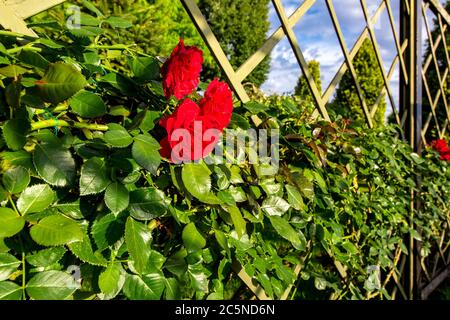 Eine Rose, die sich über einen Holzzaun mit roten Blüten windet, die von Sonnenlicht aus der Nähe beleuchtet werden. Stockfoto