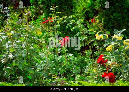 Blumenbeet mit blühenden Rosen, Frühlingsgarten mit Grün und roten Knospen. Stockfoto