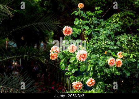 Blühende Rosenknospen im frühlingsgrünen Garten, beleuchtet von Sonnenlicht, Rosen aus nächster Nähe. Stockfoto