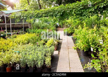 Pflanzenmarkt für einen grünen Garten im Freien mit einem Steinweg von Pflasterplatten unter von Blumentöpfen mit Blumen und Bäumen für die Landschaftsdekoration. Stockfoto