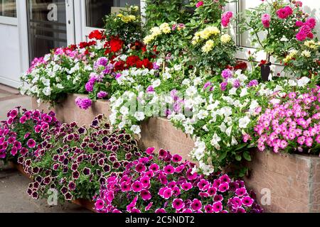 Blumentöpfe mit bunten Petunia-Blumen auf der Theke im Laden, der Pflanzen für den Garten verkauft. Stockfoto