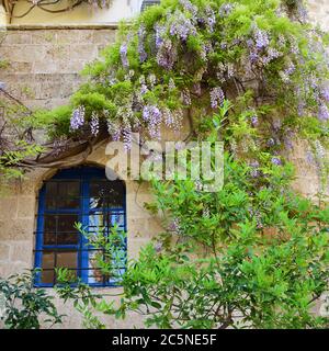 Fenster an der Wand umgab blühende Blumen im alten Jaffa, Tel Aviv, Israel. Stockfoto