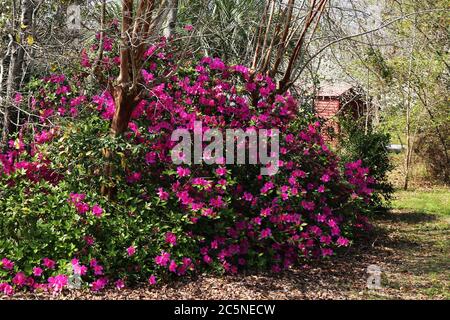 Ein wilder rosa und roter Bougainvillea Busch in einem ländlichen Garten Stockfoto