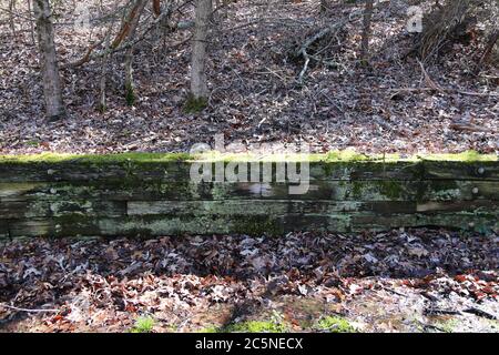 Eine moosige Holzwand in einem ländlichen Garten im Hinterhof Stockfoto