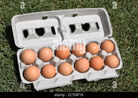 Ein Dutzend braune Eier in einem Eierkarton Stockfoto