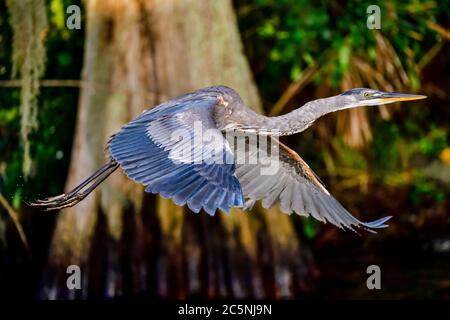 Great Blue Heron im Flug. Stockfoto