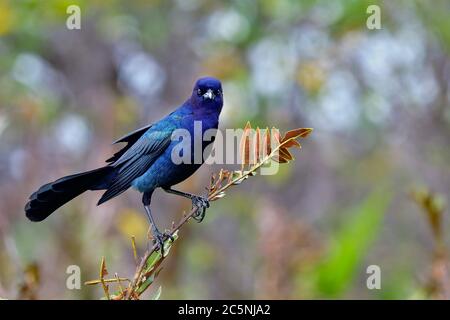 Boot-angebundene Grackle Stockfoto