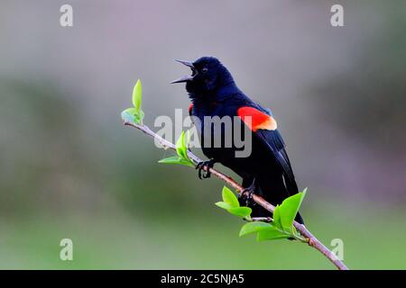 Rotflügelige Amsel singt laut Stockfoto