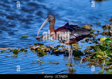 Das glänzende Ibis ist... gut glänzend Stockfoto