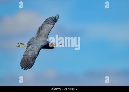 Kleiner Blaureiher auf der Vorbeiflug Stockfoto