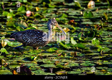 Limpkin im Lebensraum sucht nach Apfelschnecken oder Weichtiere für Nahrung. Stockfoto