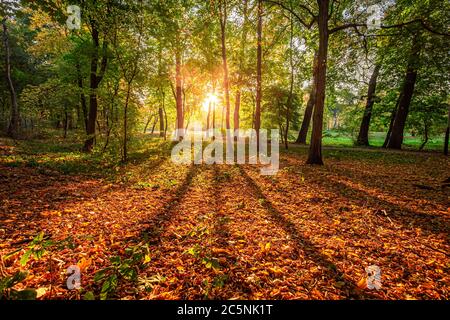 Atemberaubender Sonnenaufgang und Sonnenstrahl im Herbstwald, Polen Stockfoto