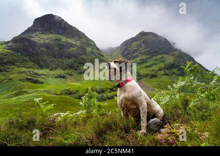 Glen Coe, Schottland, Großbritannien. Juli 2020. Teal der Hund reist am ersten Wochenende nach Glen Coe, nachdem die schottische Regierung die Reisebeschränkung von 5 Meilen aufgehoben hatte. Springer Spaniel Hund auf dem Spaziergang mit Glen Coe Berge nach hinten. Iain Masterton/Alamy Live News Stockfoto