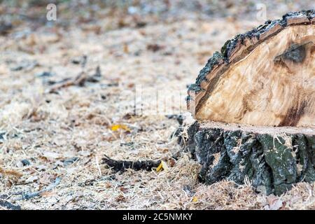 Den abgeschnittenen Baum, den Stumpf aus einem gefällten Baum und das verstreute Sägemehl herum, kopieren den Raum. Stockfoto