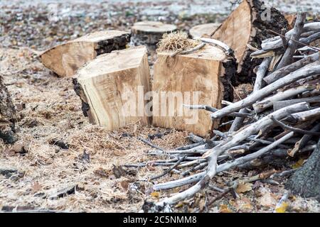 Schneiden Sie einen Baum verstreut Sägemehl und gefaltet auf einem Haufen von Zweigen. Stockfoto