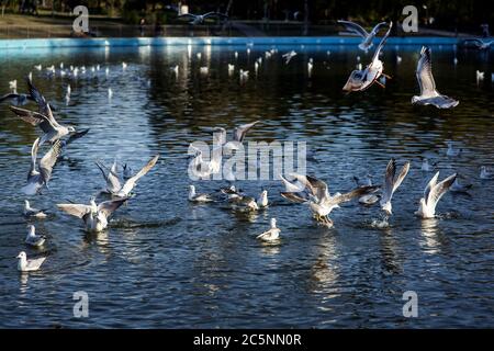 Möwen jagen und kämpfen im See des Parks für einen Spaziergang in der Stadt, niemand. Stockfoto