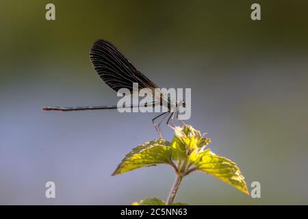 Kupfer demoiselle (Calopteryx haemorrhoidalis) männliche Damselfliege auf Pflanze vor hellem Hintergrund Stockfoto