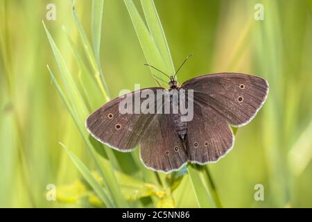 Ringel-Schmetterling (Aphantopus hyperantus) ruht auf Gras mit hellgrünem Hintergrund Stockfoto