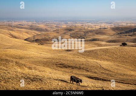 Eine Kuh auf einem Hügel und Windturbinen am Altamont Pass in Kalifornien Stockfoto