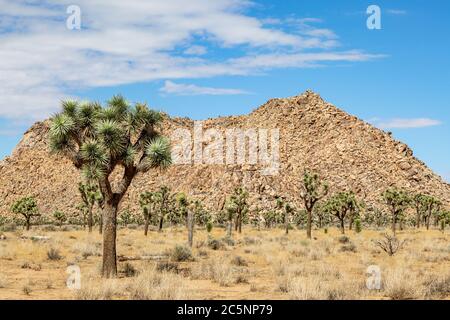 Joshua Bäume und Felsen im Joshua Tree National Park, Kalifornien Stockfoto