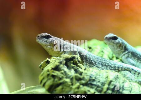 Schöne Makroaufnahme einer kleinen Eidechse Stockfoto