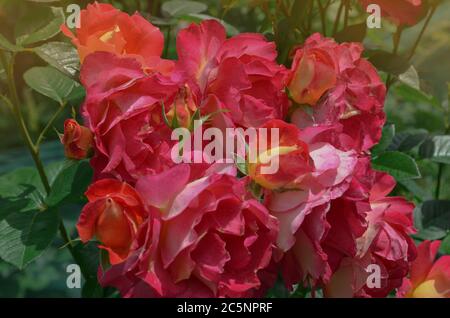 Rot blühende rosa. Blühende rote Rose. Eine schöne zweifarbige Blume. Stockfoto