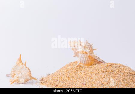 Spiralförmige Muschel Nahaufnahme auf weißem Hintergrund Stockfoto