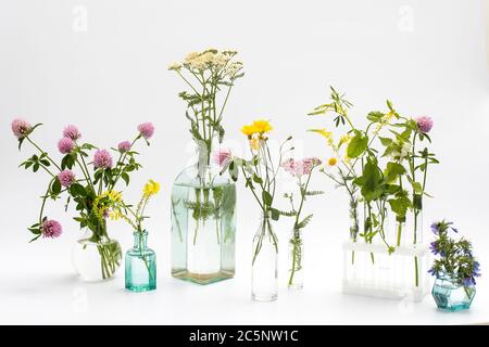 Wildfeld Kräuter in Flaschen unterschiedlicher Formen auf weiß-grauem Hintergrund als Dekoration. Karte, Flasche ätherisches Öl mit Kräutern auf weißem Backgrou Stockfoto