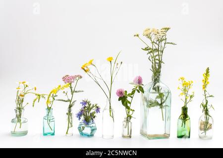 Wildfeld Kräuter in Flaschen unterschiedlicher Formen auf weiß-grauem Hintergrund als Dekoration. Karte, Flasche ätherisches Öl mit Kräutern auf weißem Backgrou Stockfoto
