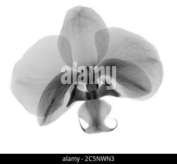 Orchideenblüte (Phalaenopsis sp.), Röntgenstrahlung. Stockfoto