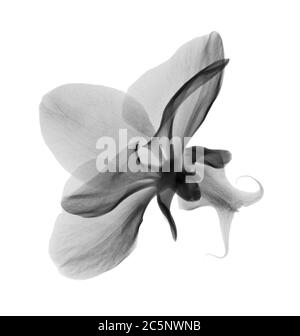 Orchideenblüte (Phalaenopsis sp.), Röntgenstrahlung. Stockfoto