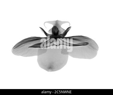 Orchideenblüte (Phalaenopsis sp.), Röntgenstrahlung. Stockfoto