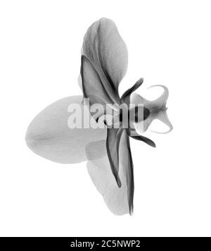 Orchideenblüte (Phalaenopsis sp.), Röntgenstrahlung. Stockfoto