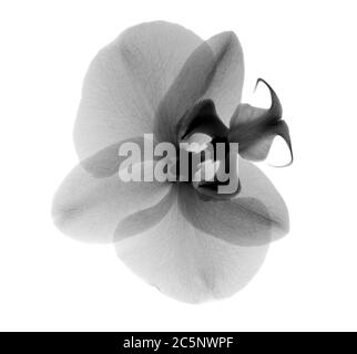 Orchideenblüte (Phalaenopsis sp.), Röntgenstrahlung. Stockfoto