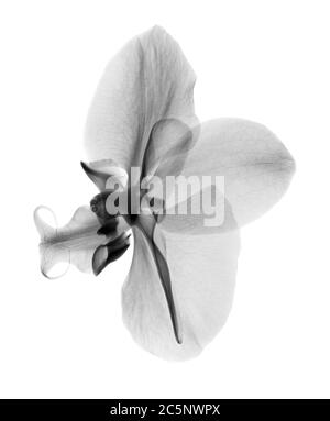 Orchideenblüte (Phalaenopsis sp.), Röntgenstrahlung. Stockfoto