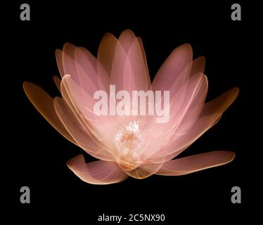 Seerose (Nymphaea alba), farbiges Röntgenbild. Stockfoto