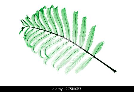 Persianer Seidenbaumzweig (Albizia julibrissin), farbiger Röntgenstrahl. Stockfoto