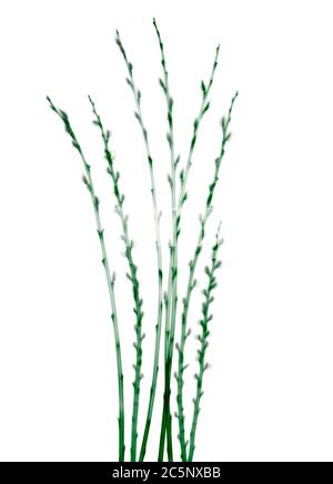 Grüne Ziegenweidenzweige (Salix caprea), farbiges Röntgen. Stockfoto