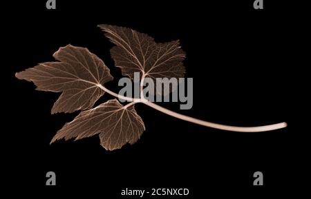 Anemonblatt (Anemoncoronaria), farbiges Röntgenbild. Stockfoto