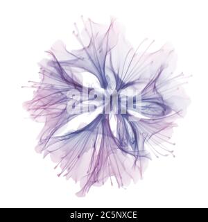 Blaue Donau (Azalea japonica), farbiges Röntgenbild. Stockfoto