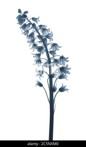 Bluebell (Hyacinthoides non-scripta), Röntgen Stockfoto